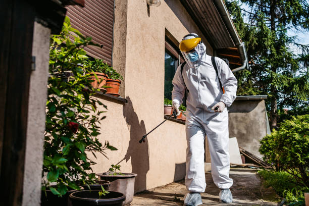 Best Termite Control Services  in Mount Washington, KY
