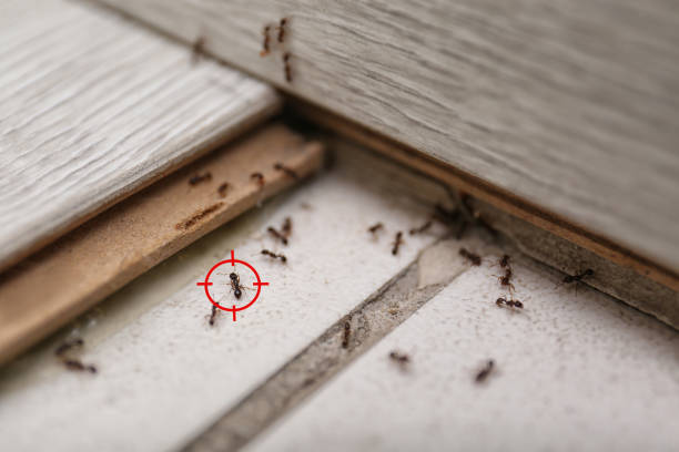 Best Best Pest Control Companies  in Mount Washington, KY