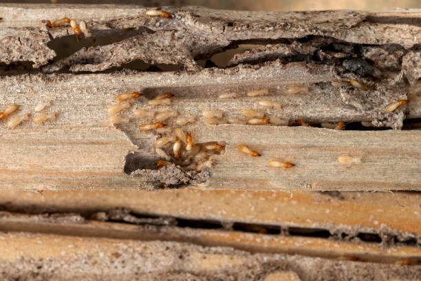 Wasp Removal Services in Mount Washington, KY